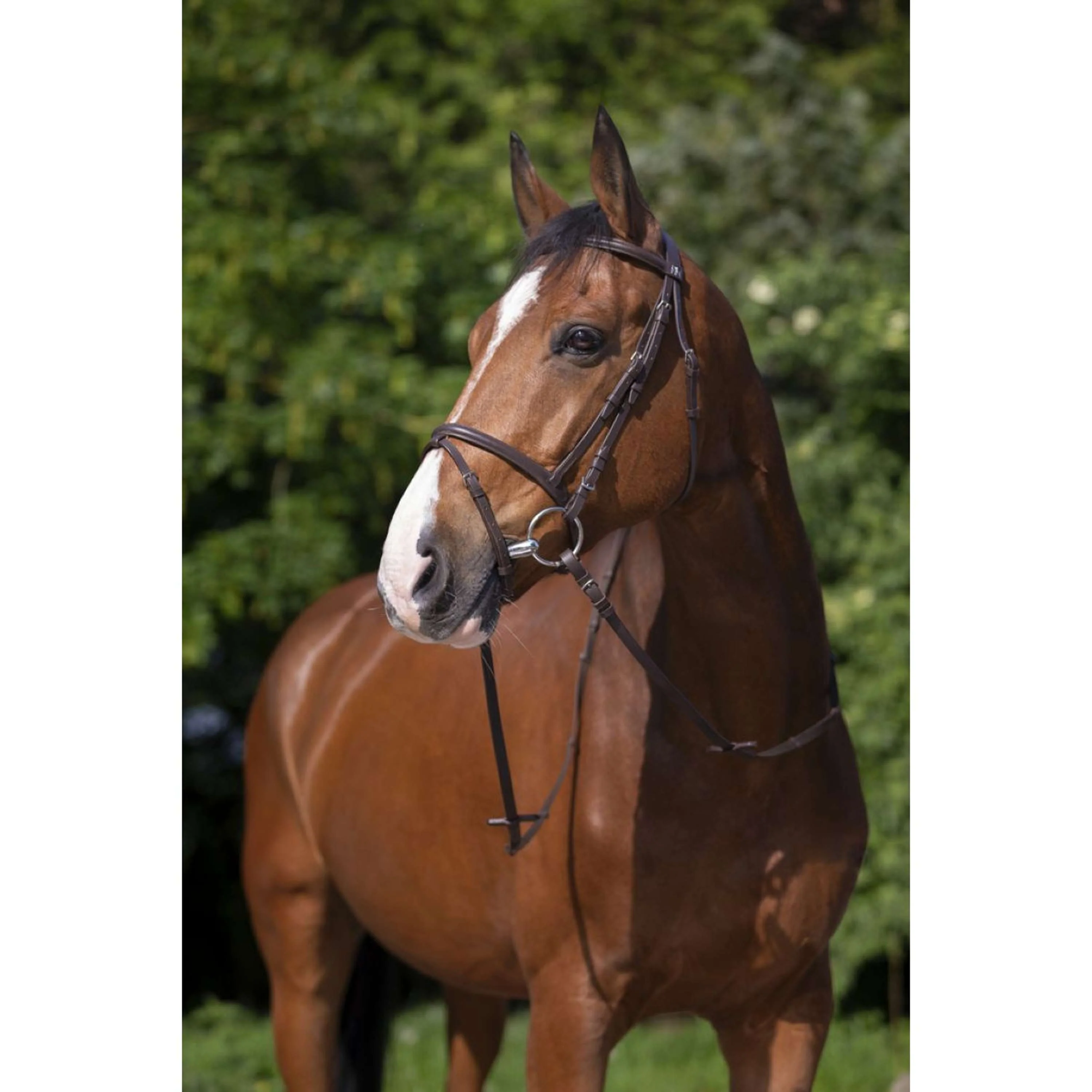 Riding World Briglia - Image 2
