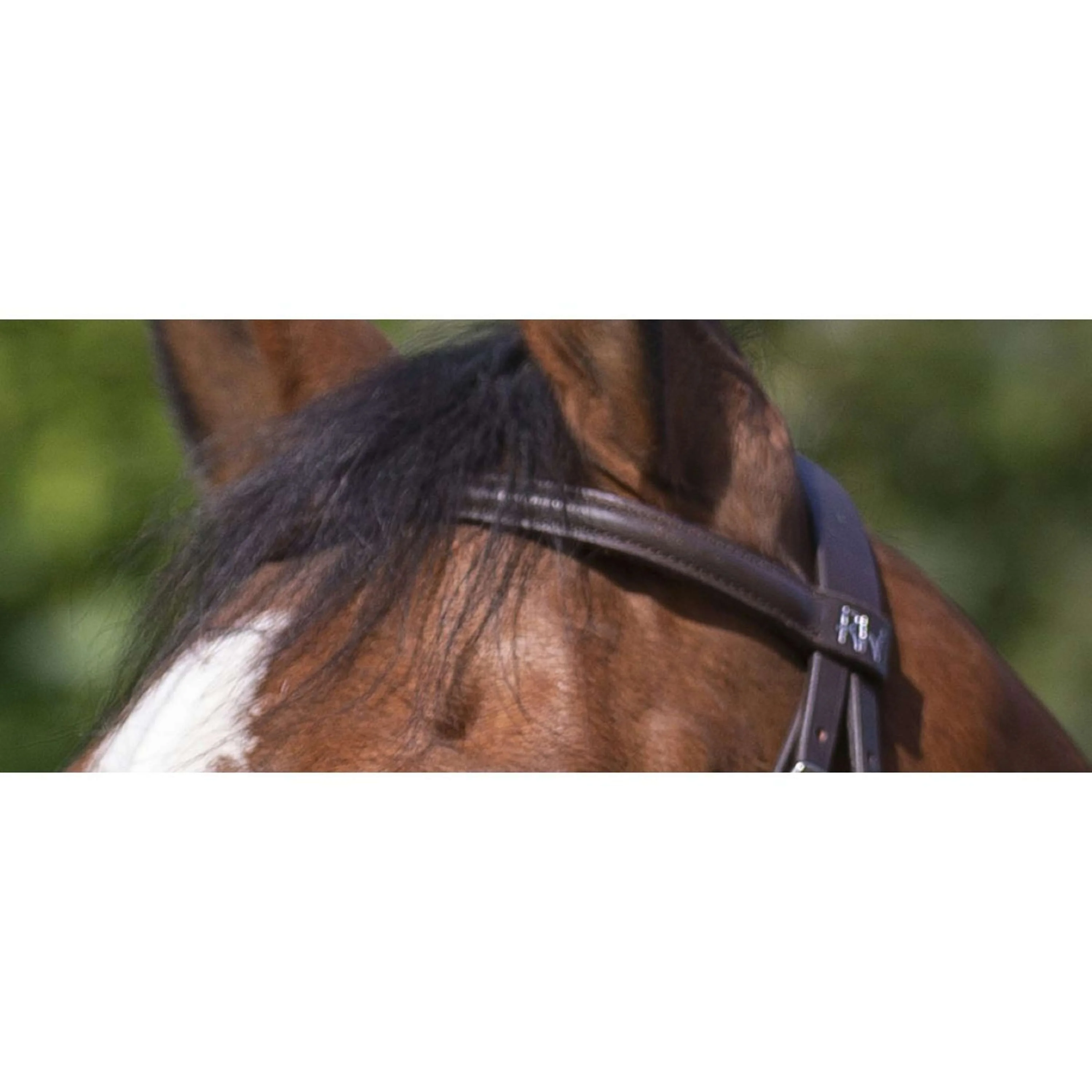 Riding World Briglia - Image 4
