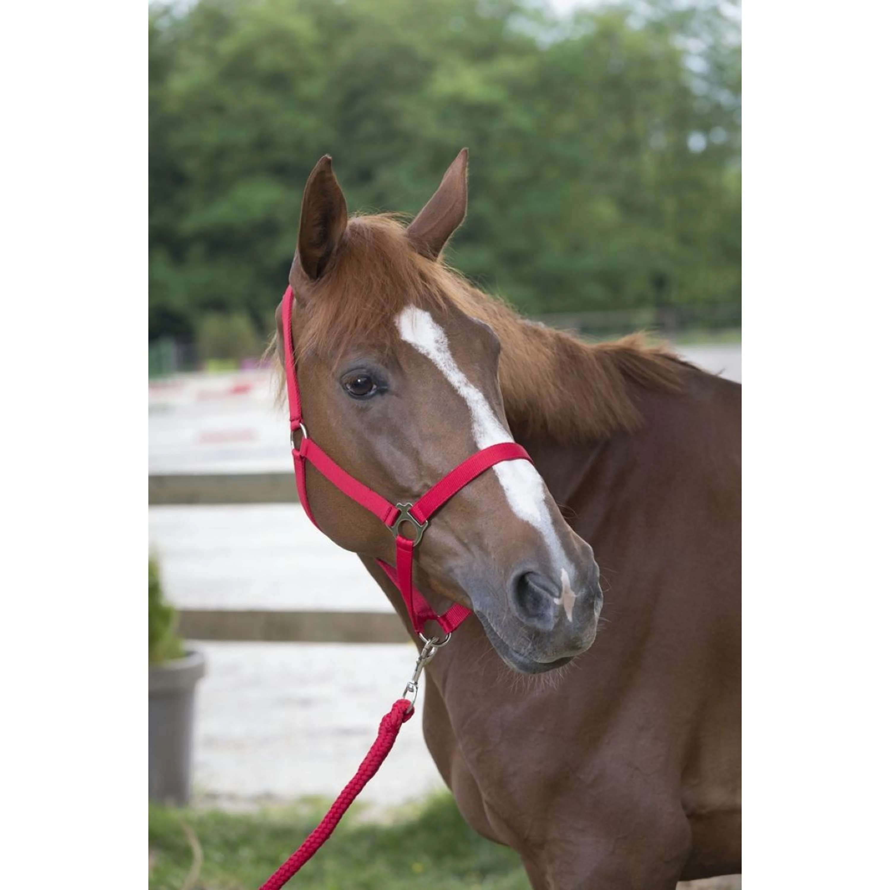 Riding World Set Cavezza Club Rosso - Image 2