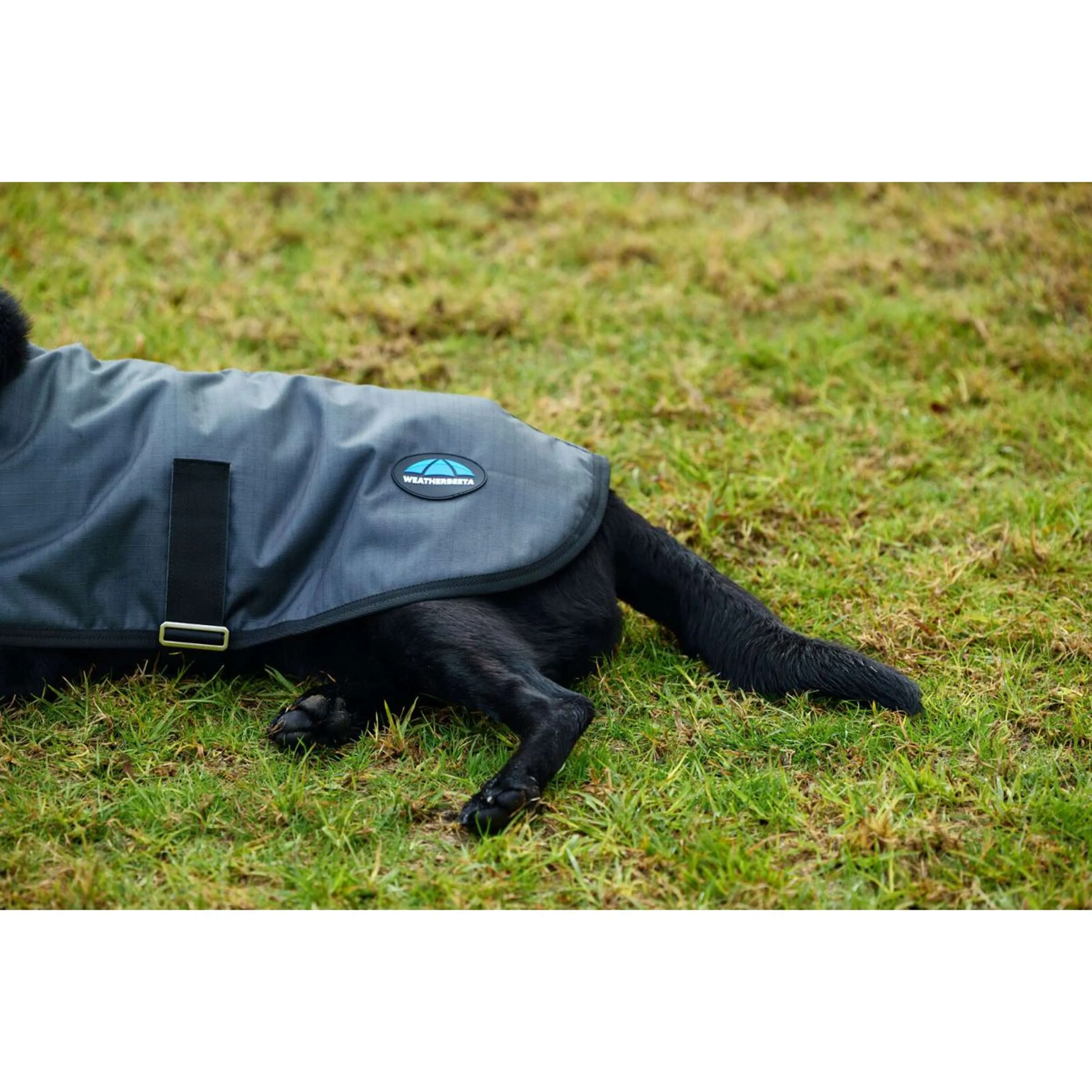 WeatherBeeta Coperta per Cani ComFiTec Classic Waterproof Carbone - Image 8