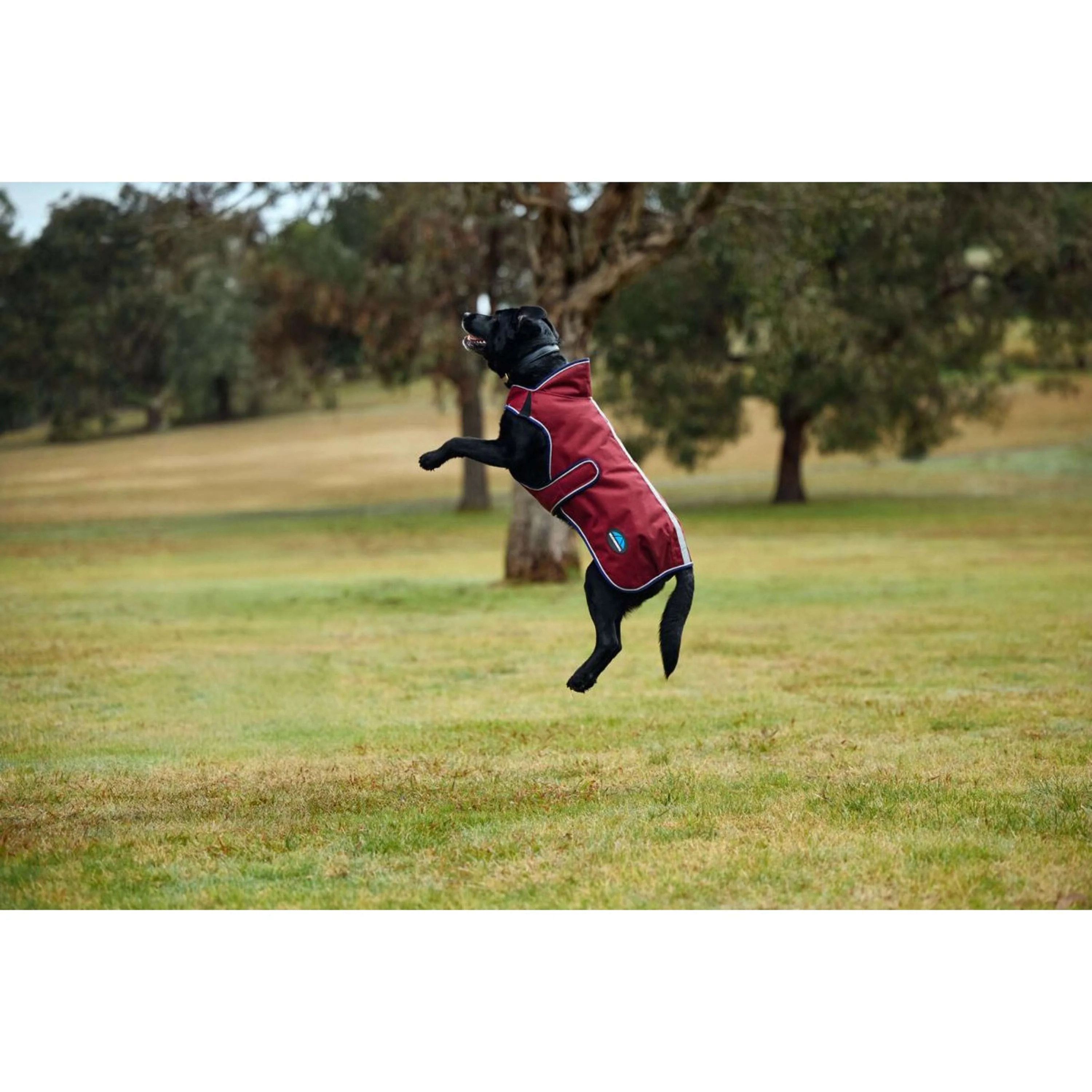 WeatherBeeta Coperta per Cani ComFiTec Premier Deluxe Waterproof Borgogna/Marina - Image 2